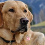 Conseils pratiques pour vivre en harmonie avec vos animaux