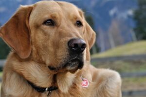 Ce qu&rsquo;il faut savoir avant d&rsquo;adopter un chien