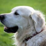 Conseils pratiques pour vivre en harmonie avec vos animaux
