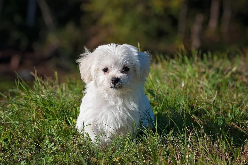 Comment choisir la race de chien adaptée aux enfants ?