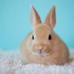 Comment choisir la race de chien adaptée aux enfants &nbsp;?