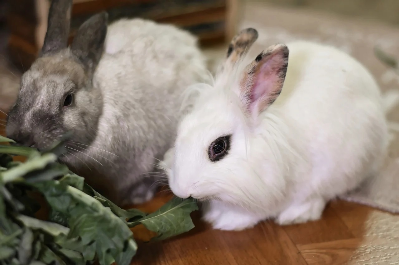 Conseils pratiques pour vivre en harmonie avec vos animaux
