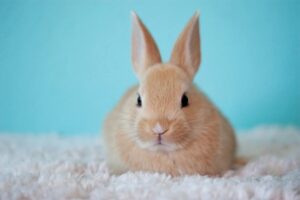 Conseils pratiques pour vivre en harmonie avec vos animaux